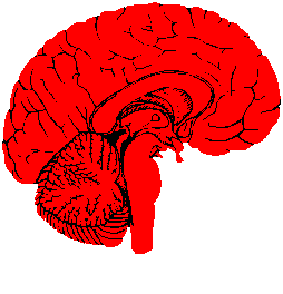North-West Brain