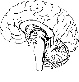 Yorkshire Brain